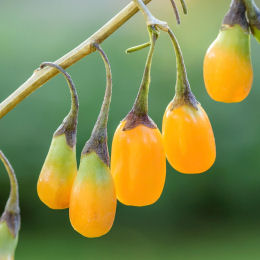 Goji, Yellow Berry